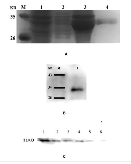 锦鲤Gtpch2基因、编码蛋白及其应用