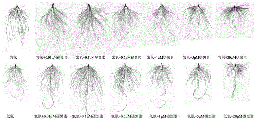 一种增强植物氮素吸收利用的植物生长调节剂