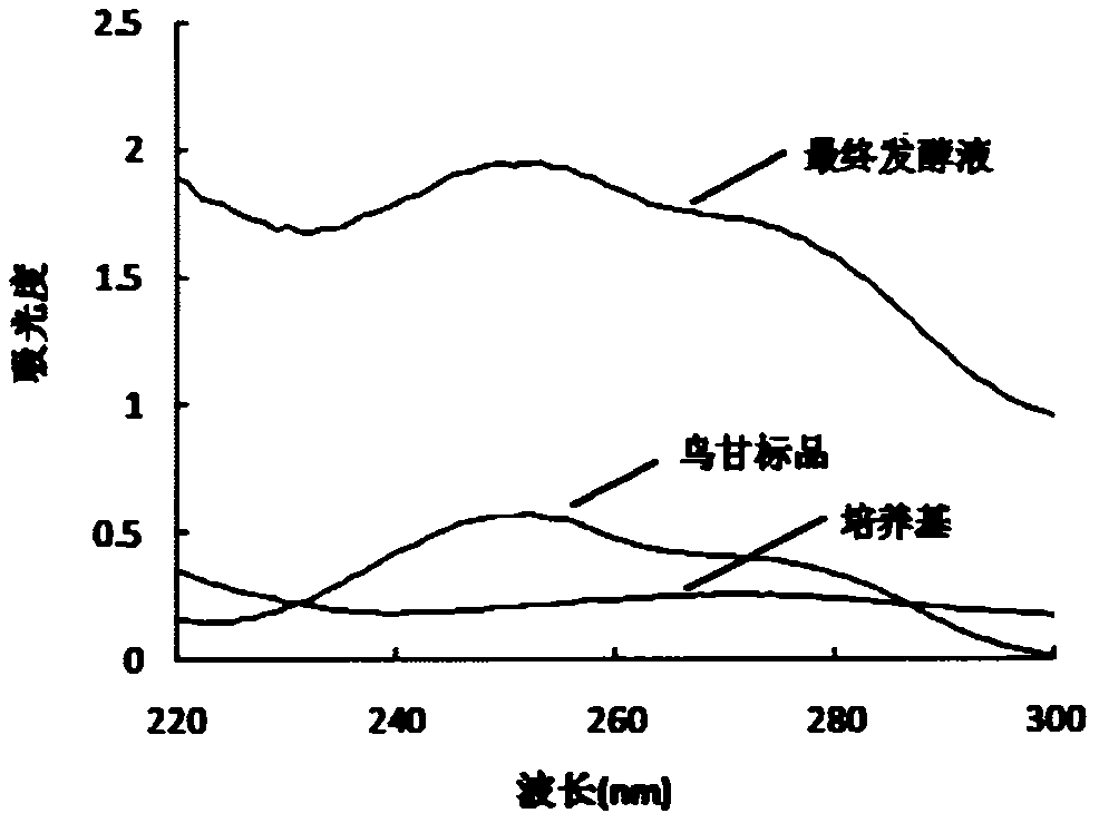 利用鸟苷发酵液紫外指纹图谱检测鸟苷产量模型的构建方法