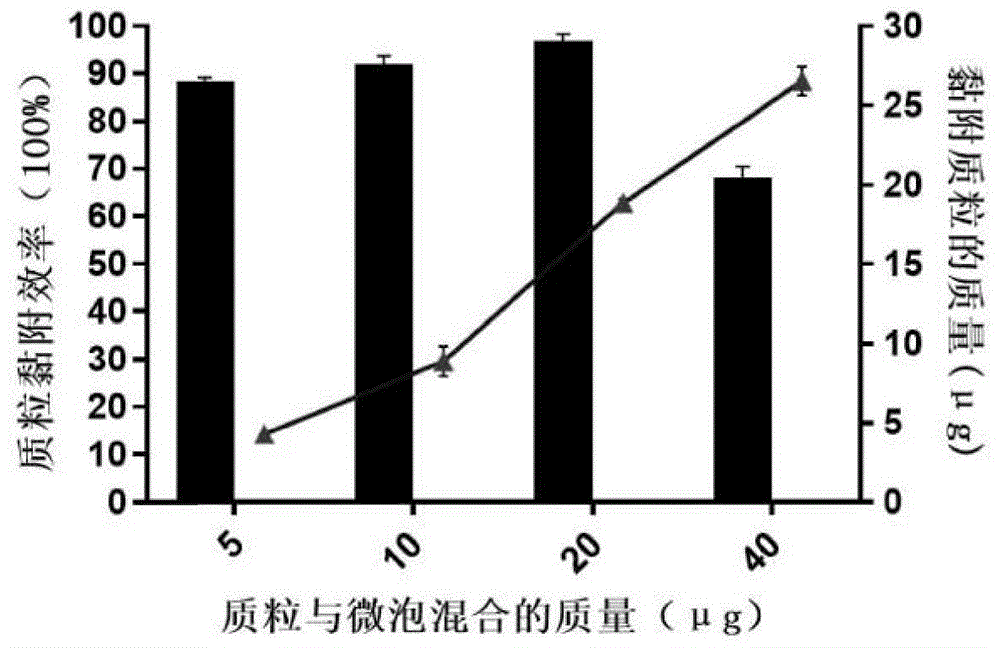 一种阳离子微泡的制备方法及应用