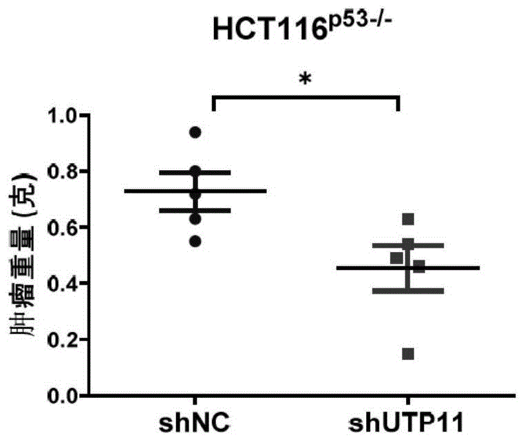 UTP11抑制剂及其在肿瘤抑制中的用途