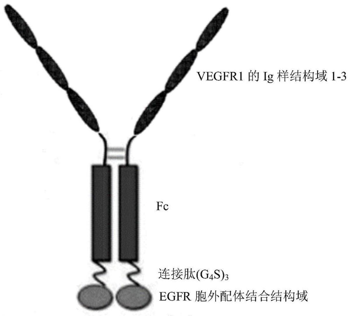 双特异性融合蛋白、其编码基因以及用途