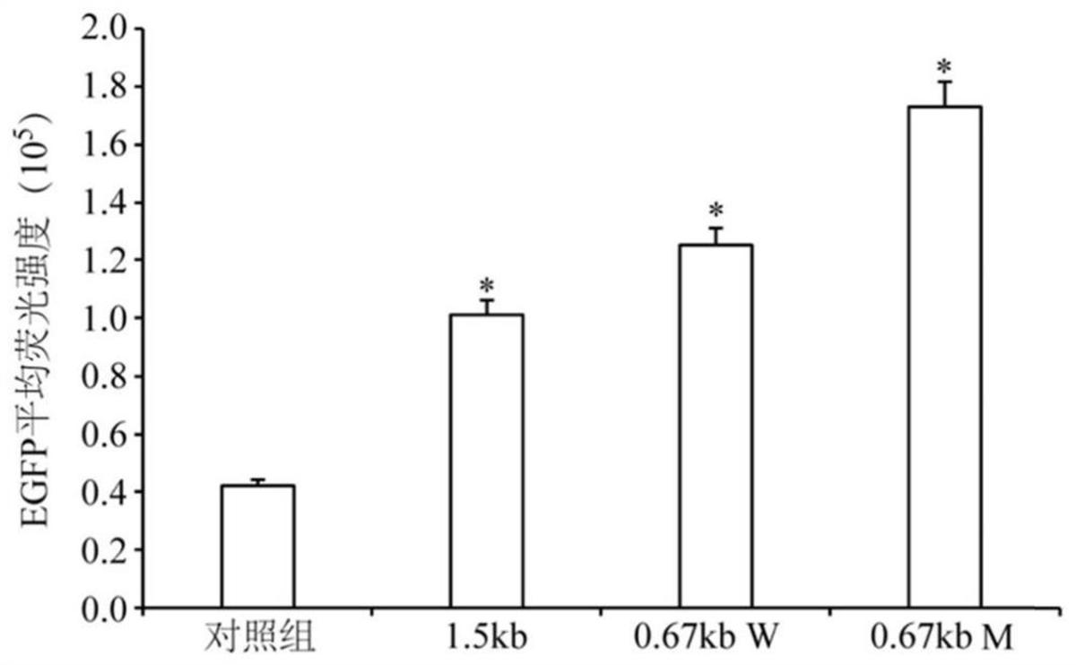 一种遍在染色质开放表达元件、重组表达载体、表达系统及其制备方法、应用