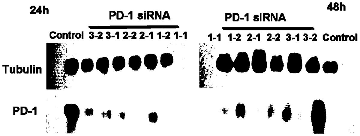 PD-1特异性干扰序列、质粒、减毒沙门氏菌及在抗肿瘤的应用