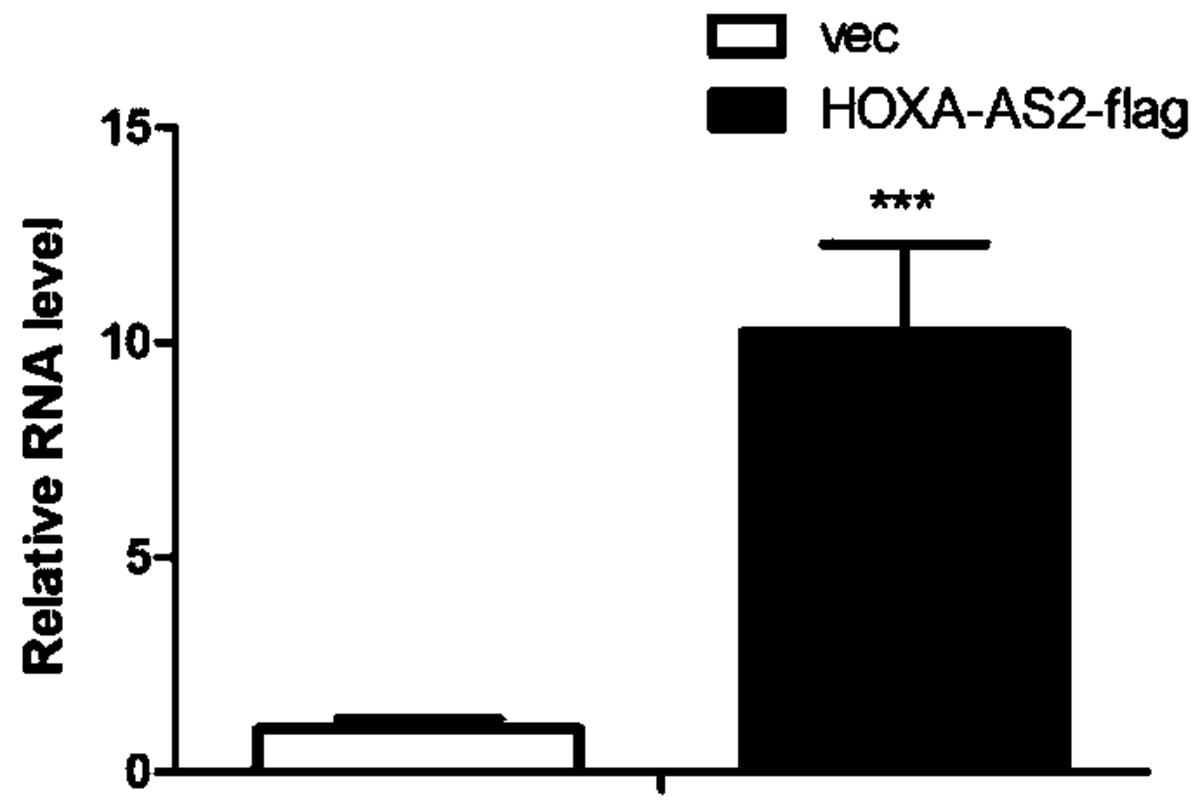 长链非编码RNA-HOXA-AS2在骨组织损伤修复中的应用