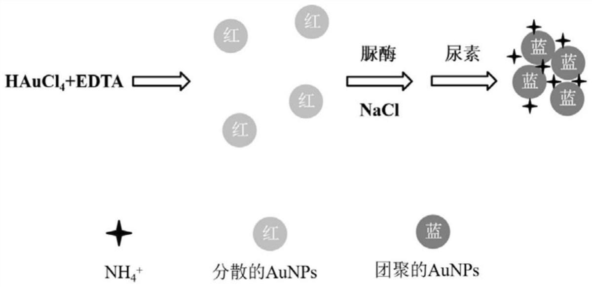 一种基于酶解的尿素检测方法及其应用