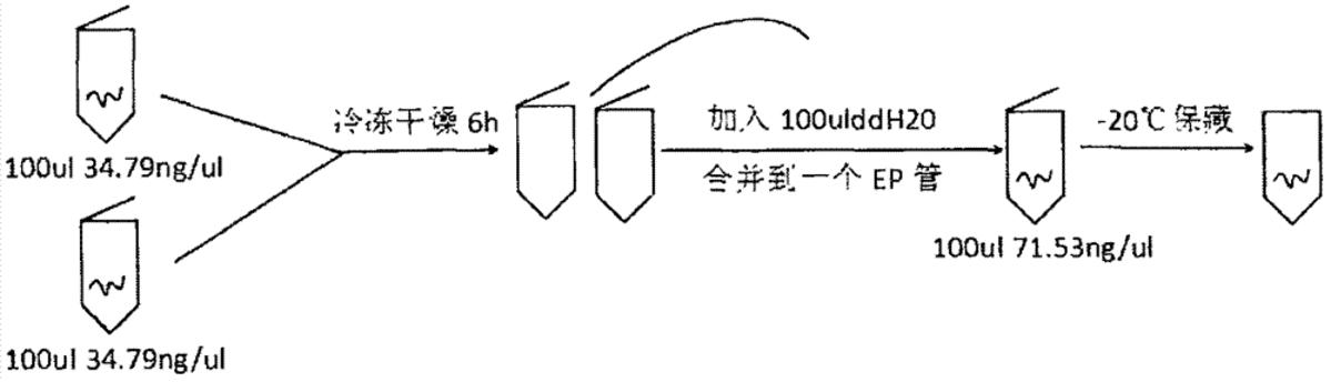 一种通过冷冻干燥浓缩质粒的方法