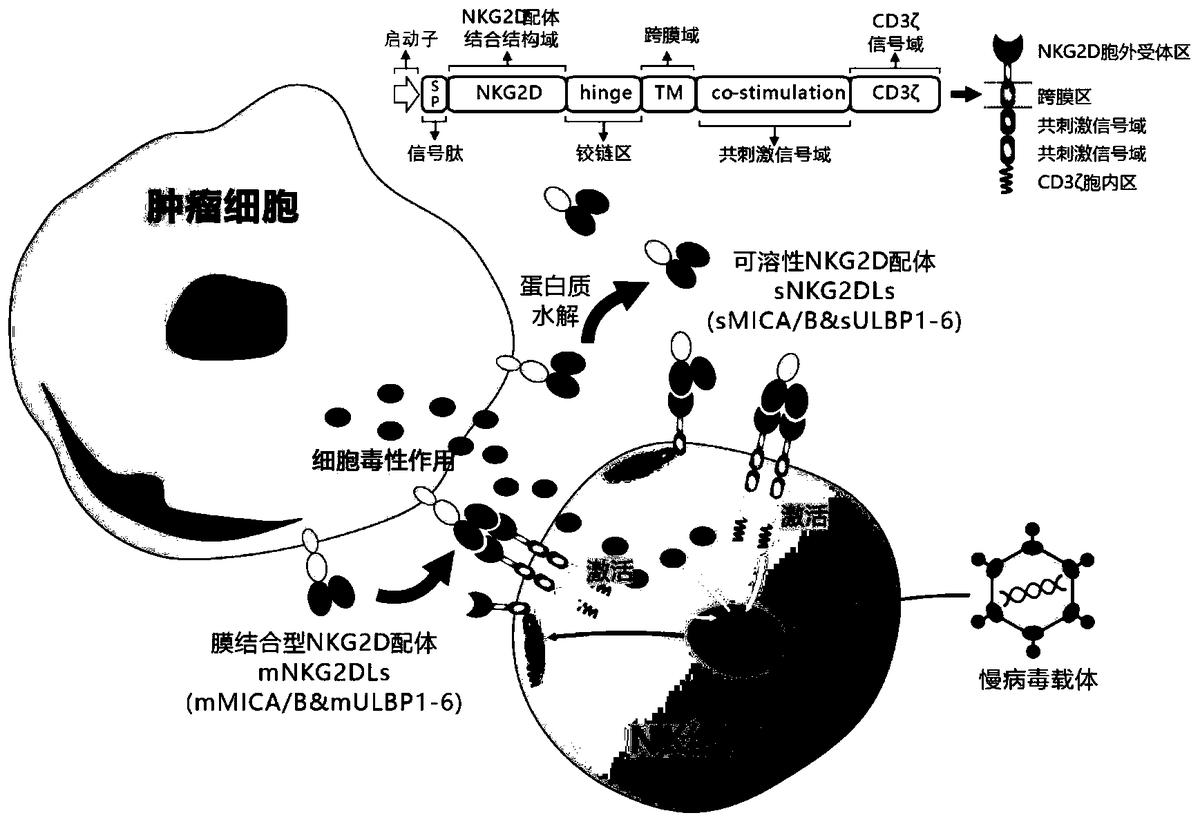 靶向人膜结合型和可溶性NKG2D配体的嵌合受体、核酸分子、免疫效应细胞及其应用