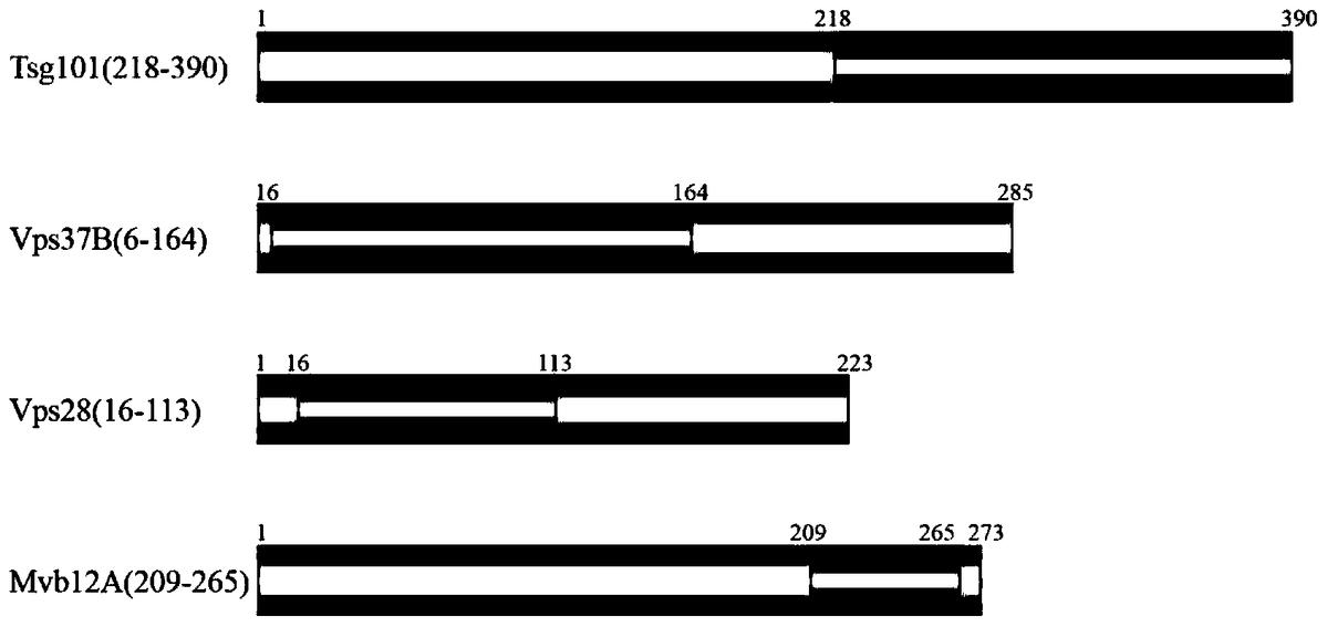 人源Tsg101-Vps28-Vps37-Mvb12A四元复合物的制备方法及应用
