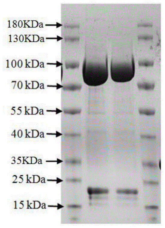 9fd380c701df1ada1078c6f4df060c30_BIGCN111154803B202010026943.GIF